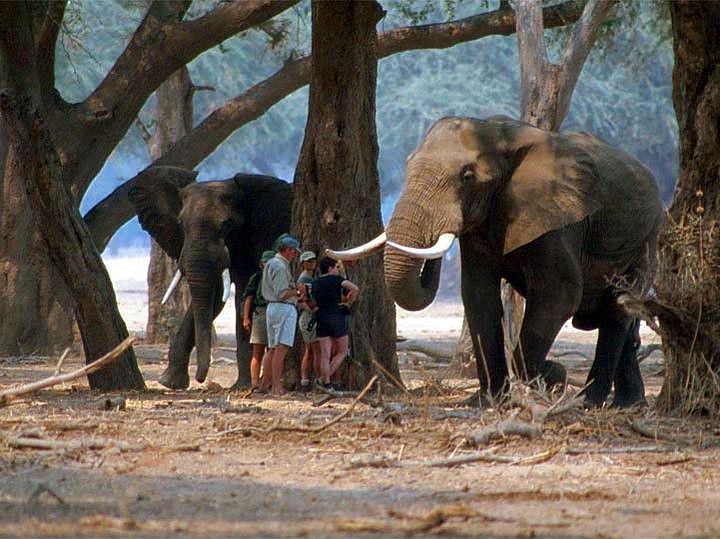 Walking Safari in Mana Pools